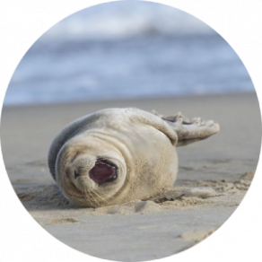 gallery/seal_resting